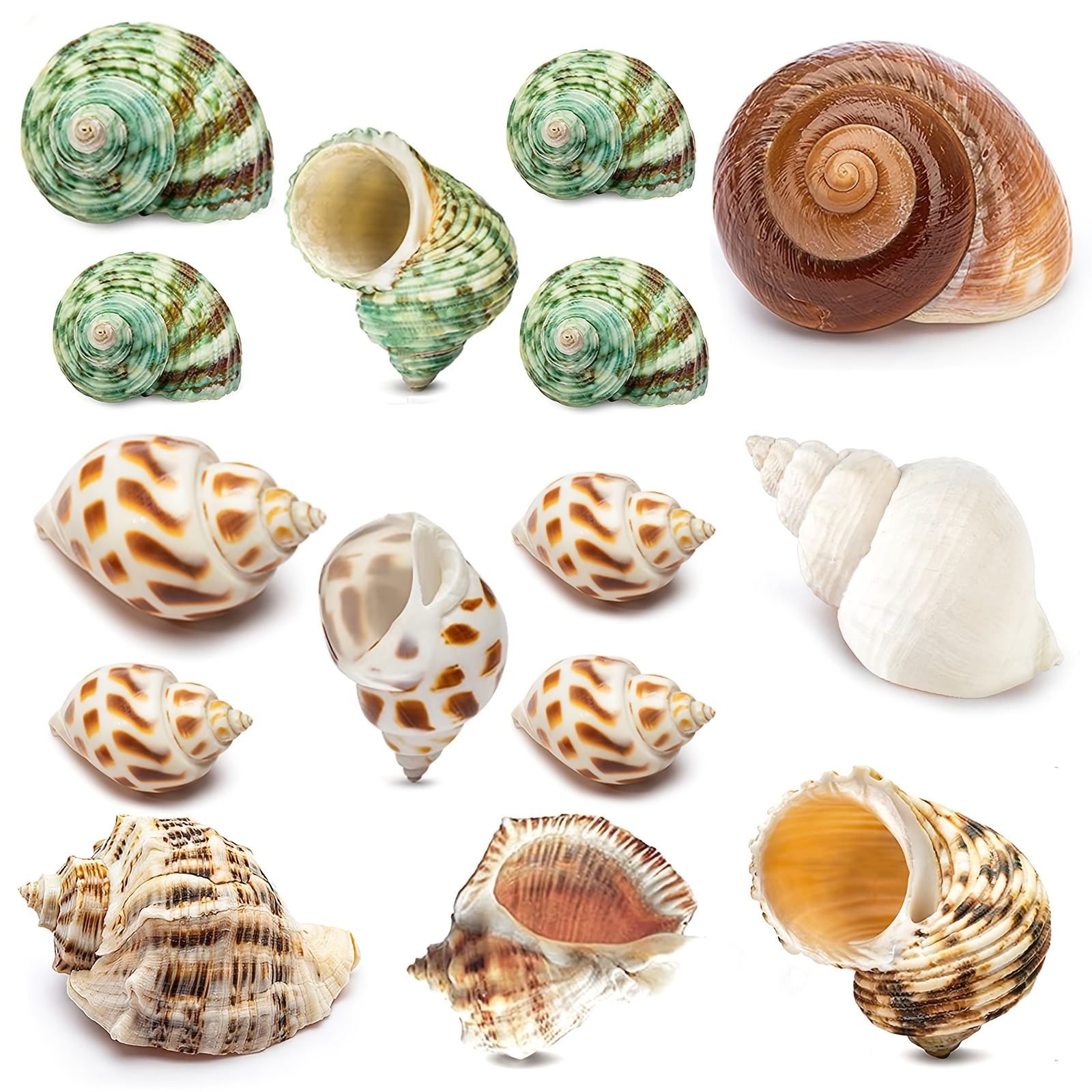 15pcs Hermit Crab Shells, Including Small, Medium, And Large (6 Sizes) Shells, Suitable For Hermit Crab Breeding And Replacement Shells, Fish Tank Decoration Landscaping, And Handicraft