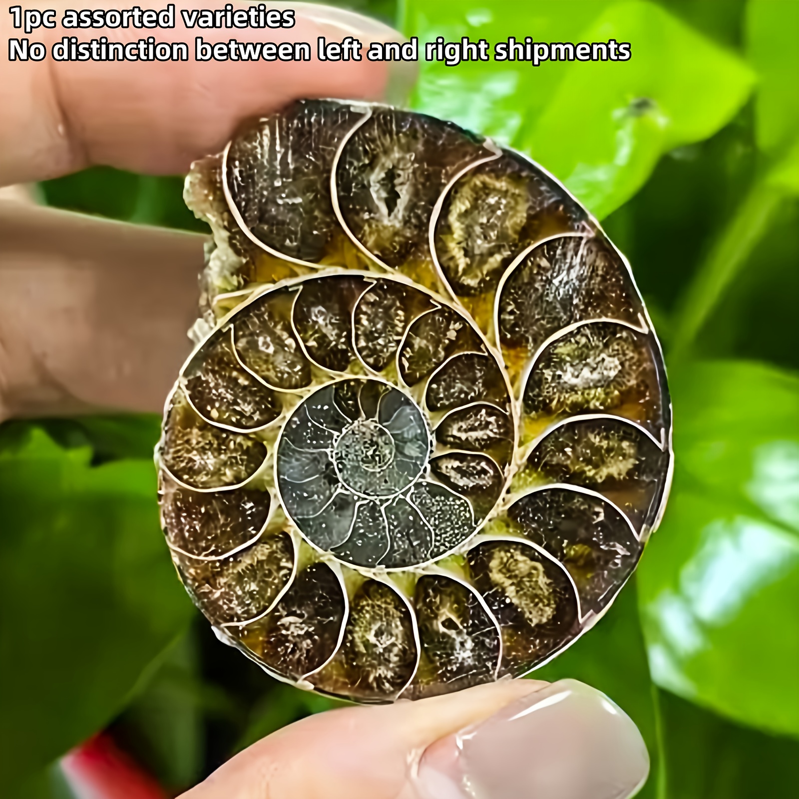 E-shop 1 Stück hochwertige Chrysanthemen-Steinscheibe, braune Spiraltextur, künstliche Schneckenscheibe, einzigartiges Geschenk für Naturfreunde,