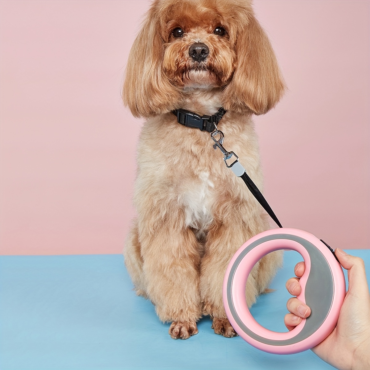 One 2.5-meter Retractable Leash with a Circular Ring, One-click Lock, and Free Adjustable Length. A Hand-loop Style Lead Suitable for Taking Small Dogs for Walks
