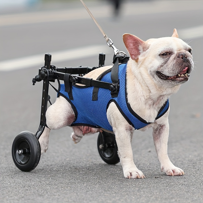 CANINE REHABILITATION 犬のリハビリテーション Canine Rehabilitation and Physical Therapy: Millis MS DVM