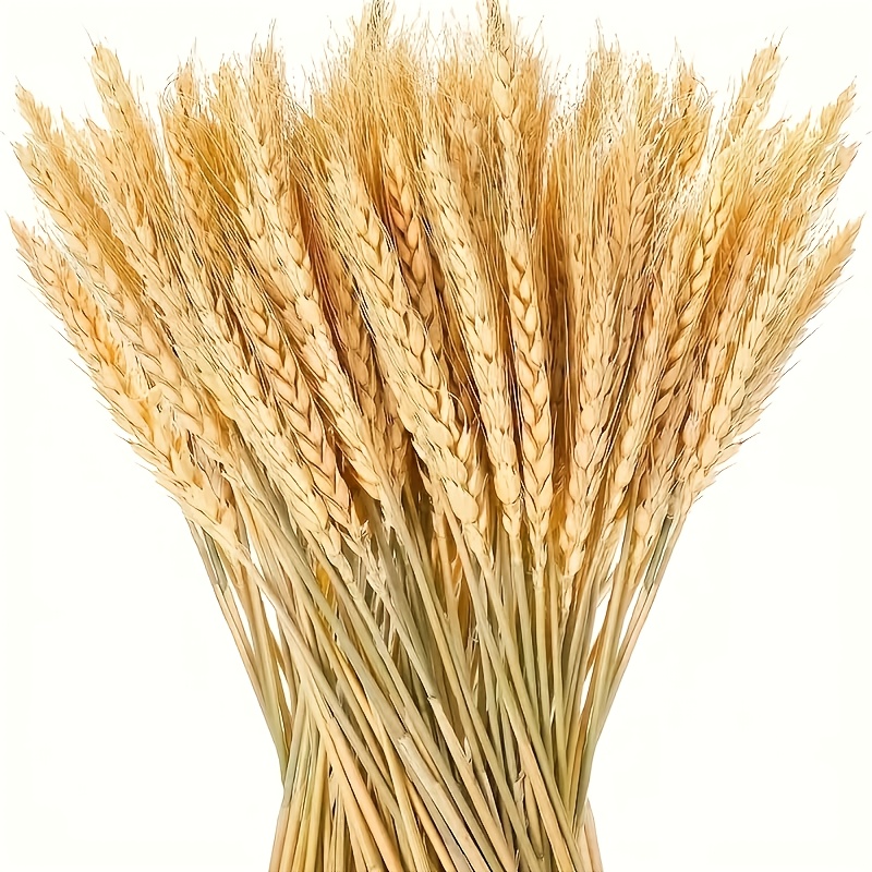 155pcs Dried Wheat Stalks For Decor | Sheaves Grass Flowers For Home, Wedding, Table, Kitchen, Boho Farmhouse, Spring Arrangement, Decoration
