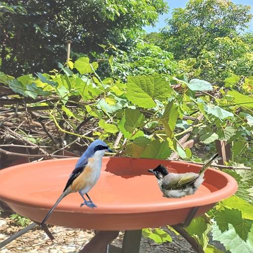 garden bird bath feeding bird basin drinking water basin outdoor yard park feeding bird feeder fixed bracket bird bath metal grille fence removable balcony rail hanging feeder bird bath tub