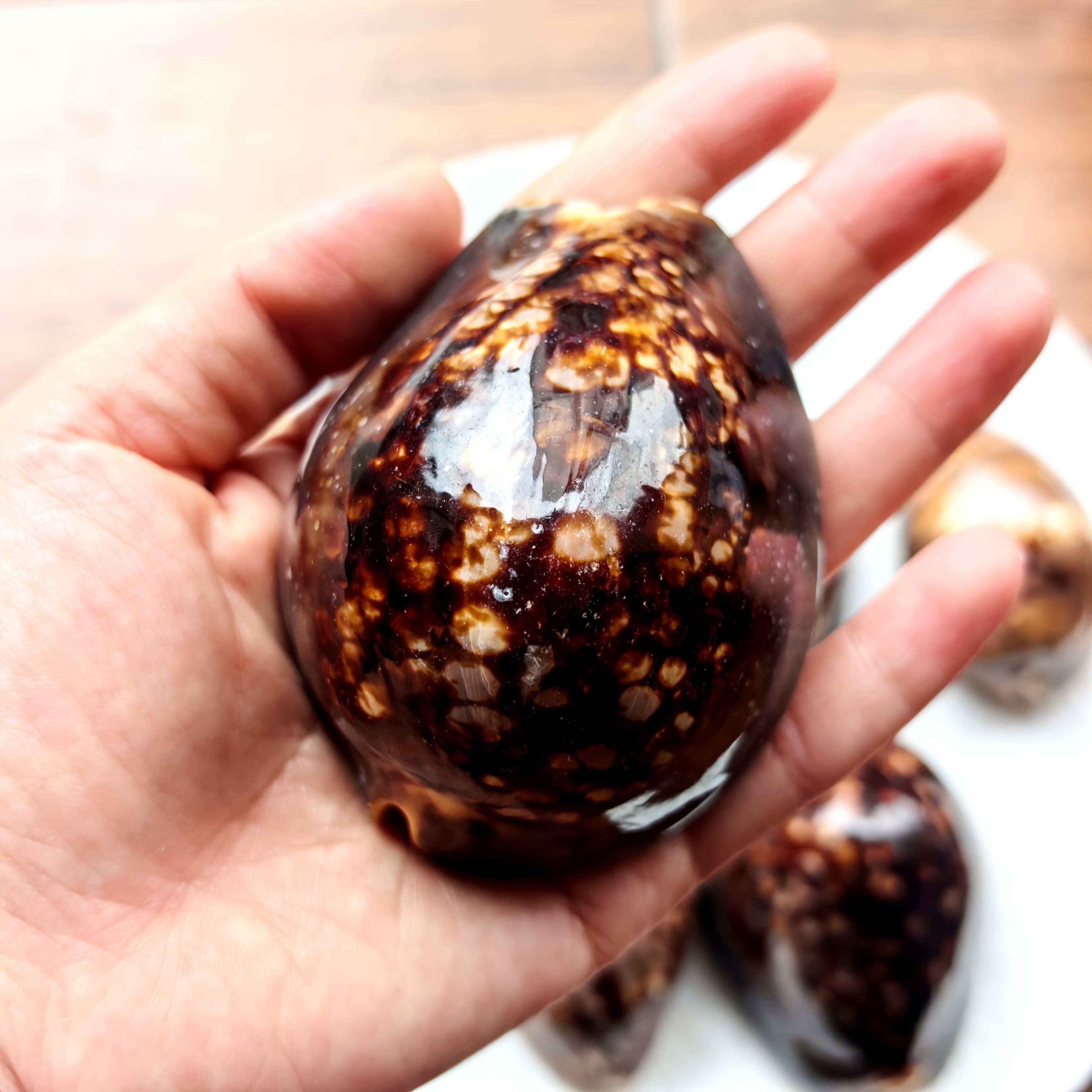 TEMU 1 Brown Large Tortoiseshell Cowrie Shell, Chocolate Cowrie Shell, Conch Shell - Mysterious And Rare Seashell Craft, Aquarium Scenery And