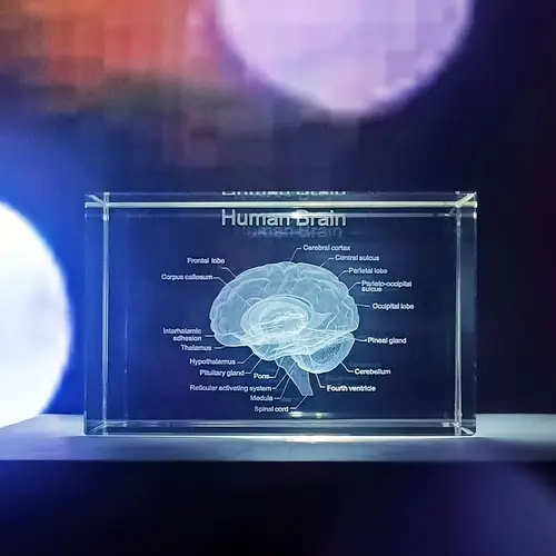 Neck Rope Graduation human brain model sold on Temu Australia
