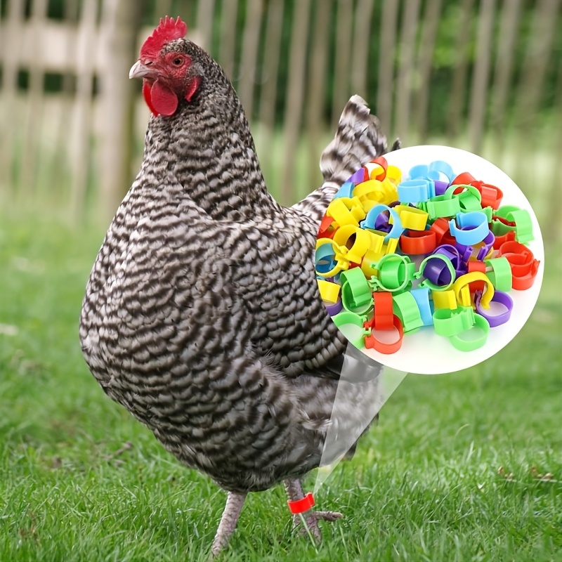 Clip Polli Anatre Anelli Identificazione Per Galline - 50 Pezzi, 5