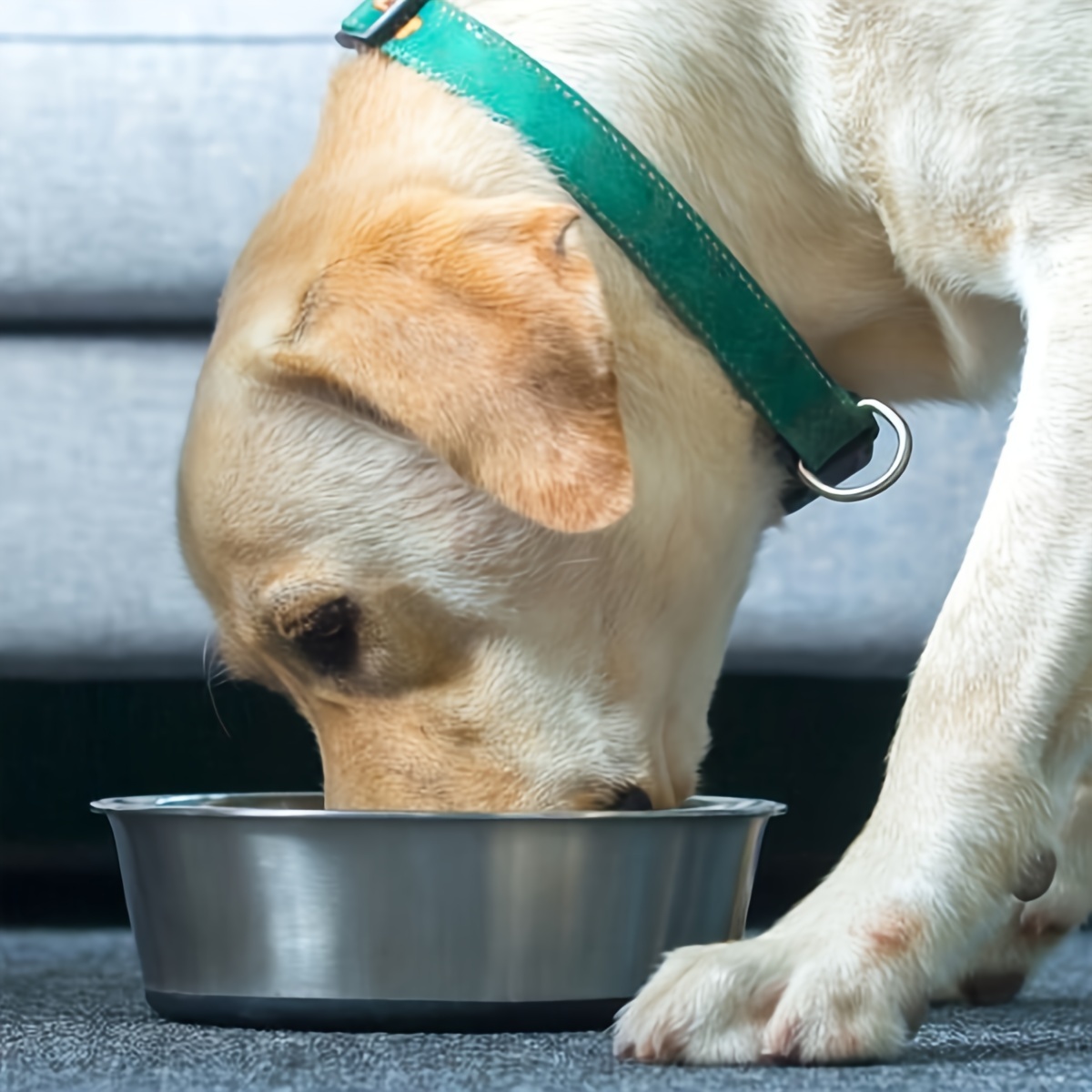 A Stainless Steel Pet Bowl With A Silicone Bottom To Prevent Tipping