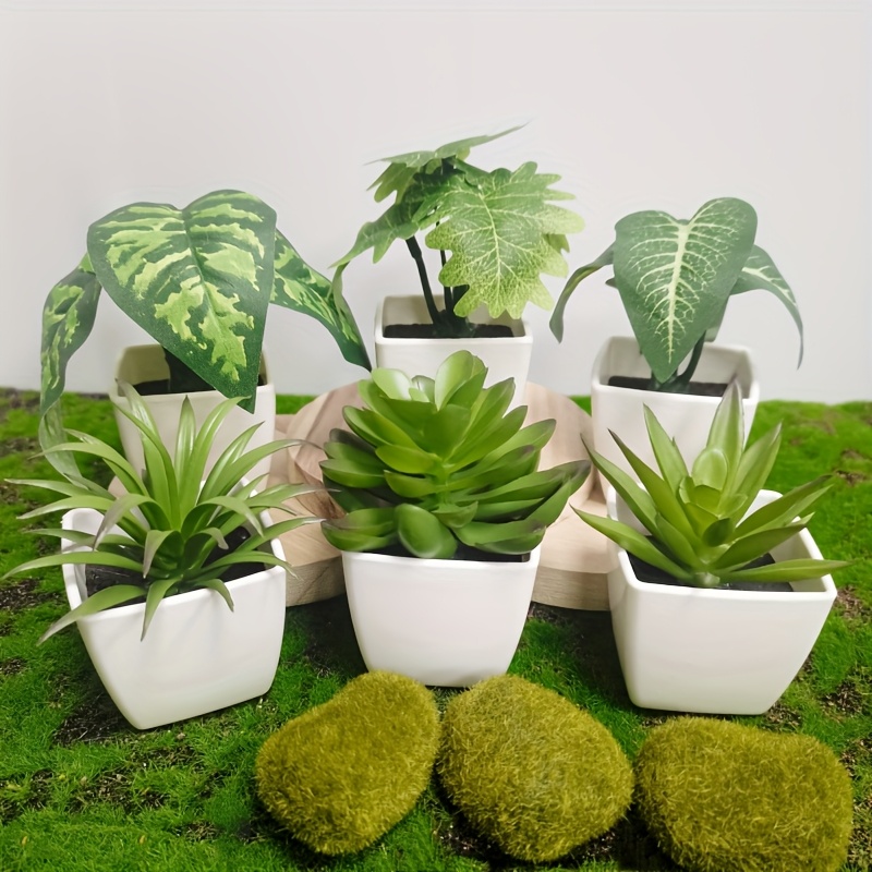 monstera karstenianum peru variegata Monstera sp. Peru (karstenianum) variegata