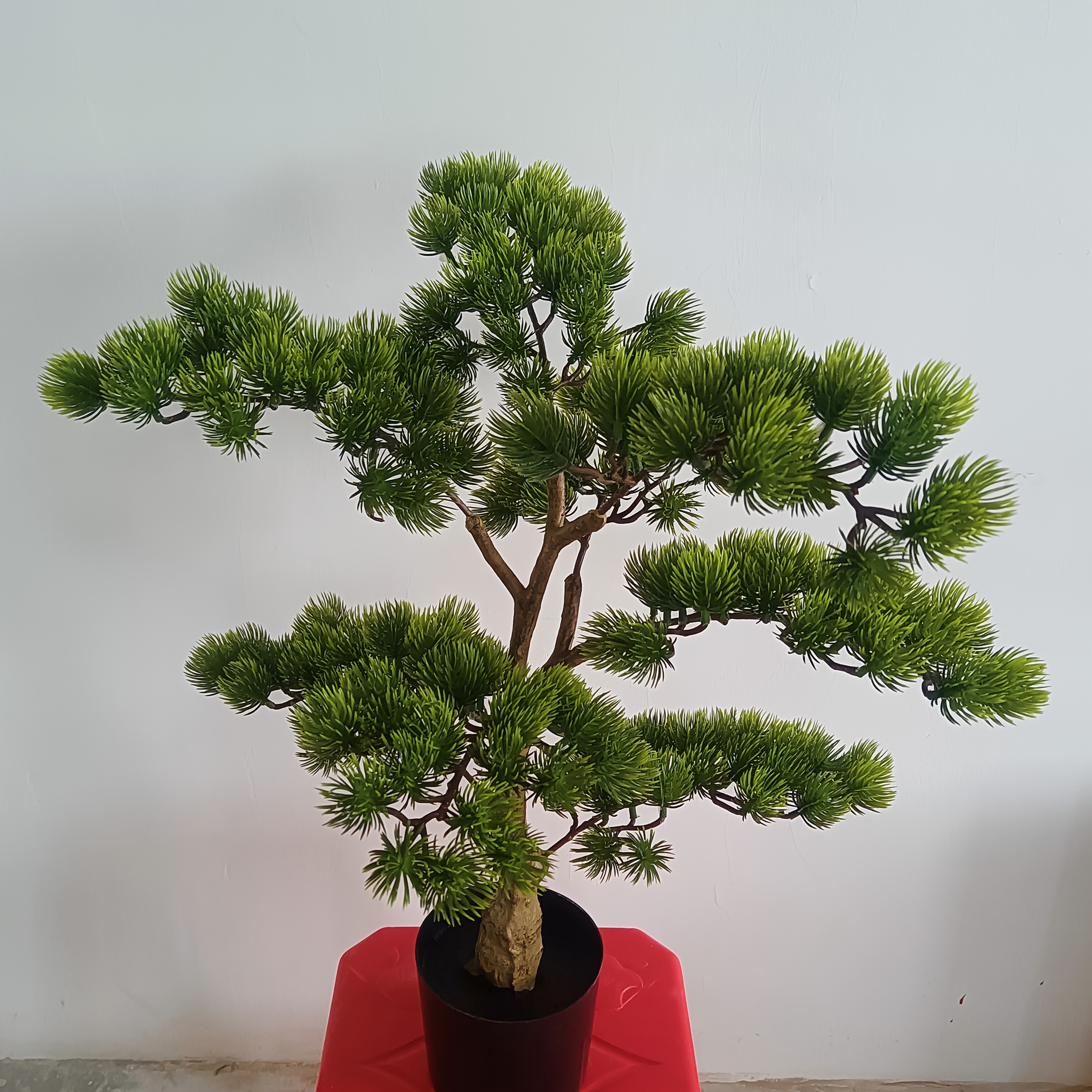 welche erde für bonsai baum Green Home Bonsai Erde main image 1