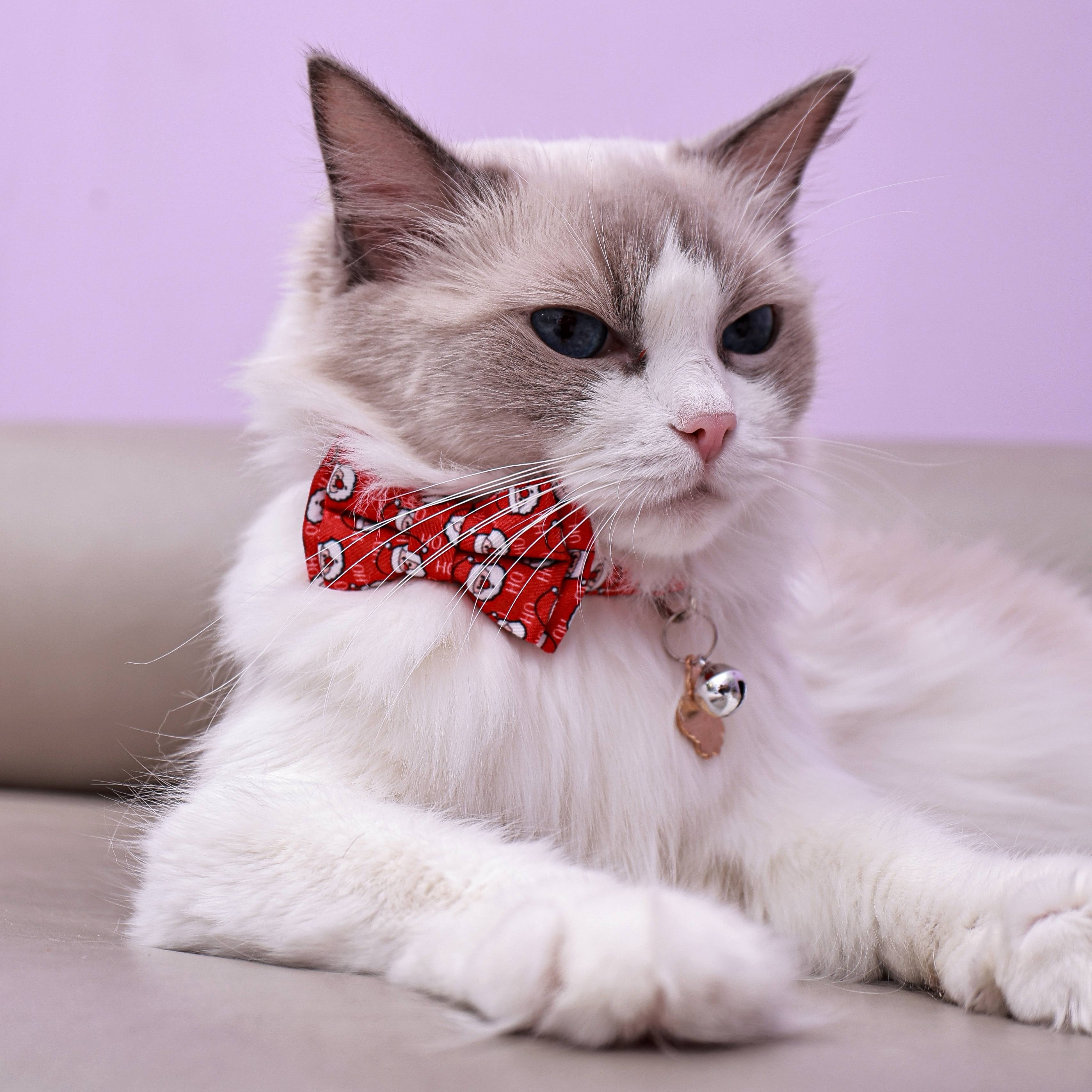 

Christmas Cartoon Patterned Pet Cat Collar With Detachable Bowtie And Bell Charm, Polyester Fiber Material - 1 Piece