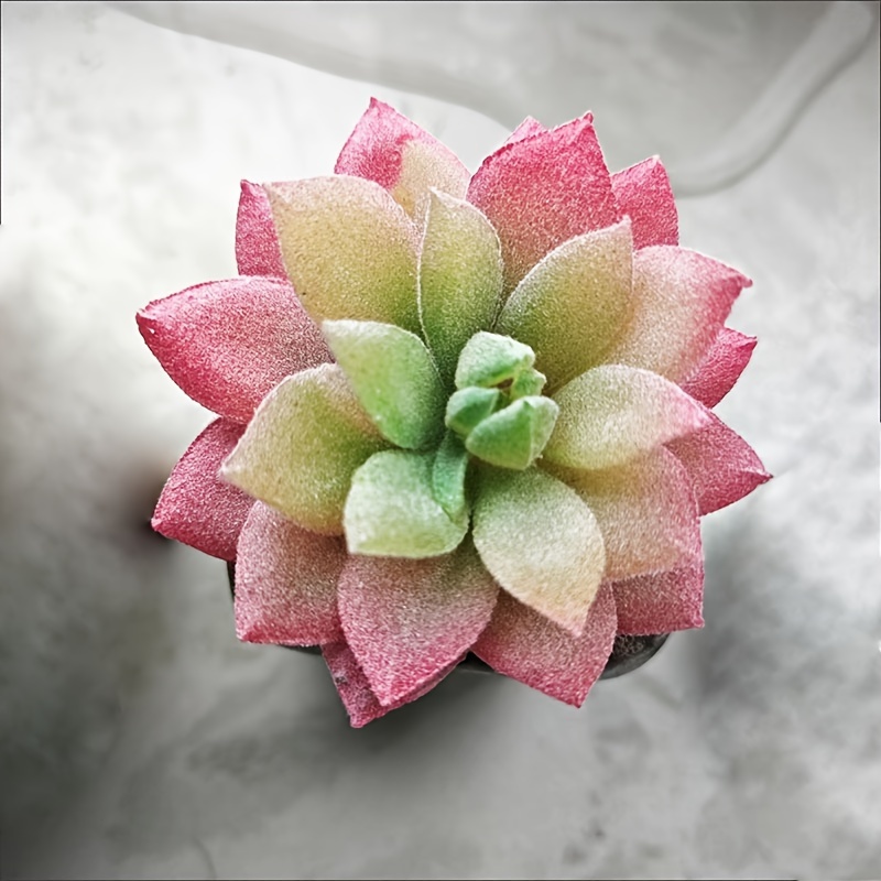 Pink Succulent Plant - Perfect For Home & Garden Decor, Ideal Mother's Day Gift