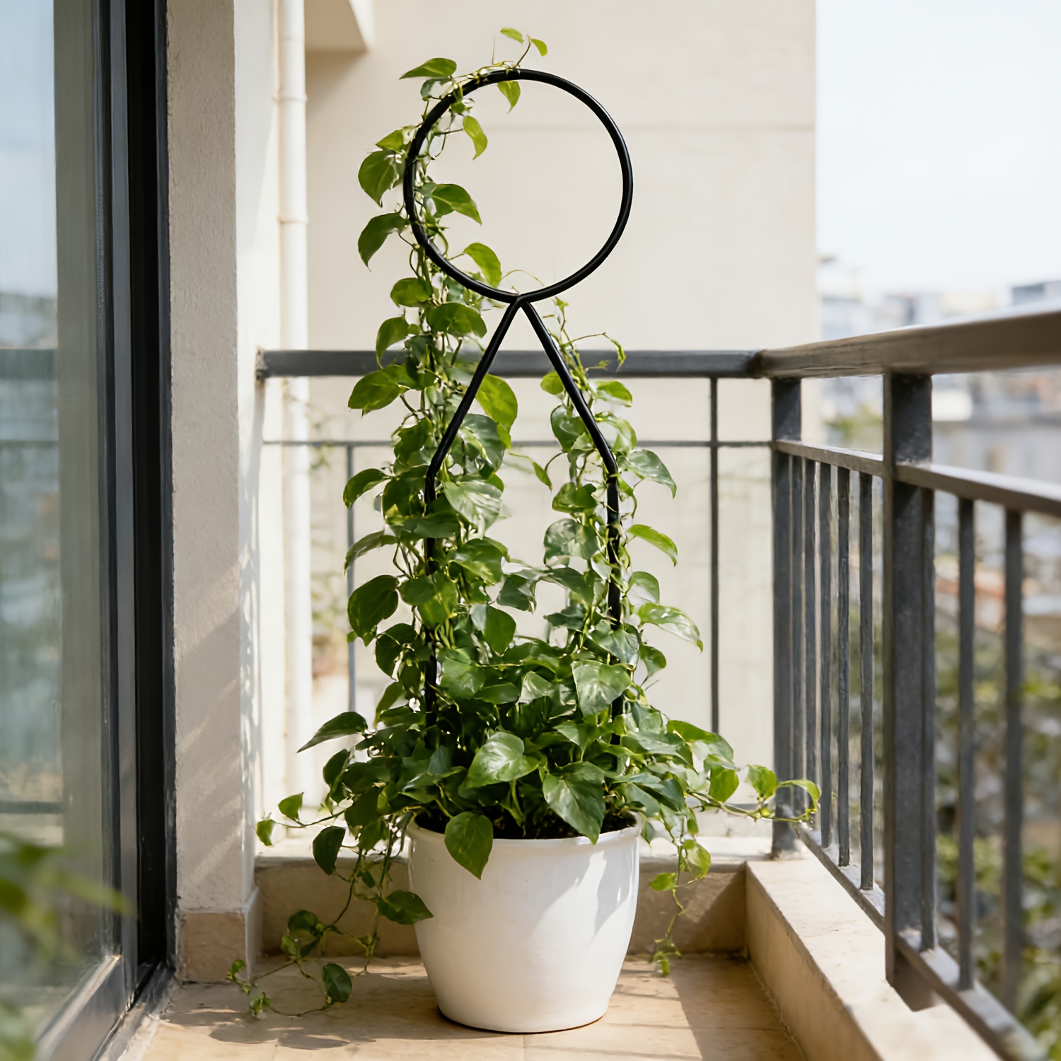 fully grown money tree Money Tree Braided