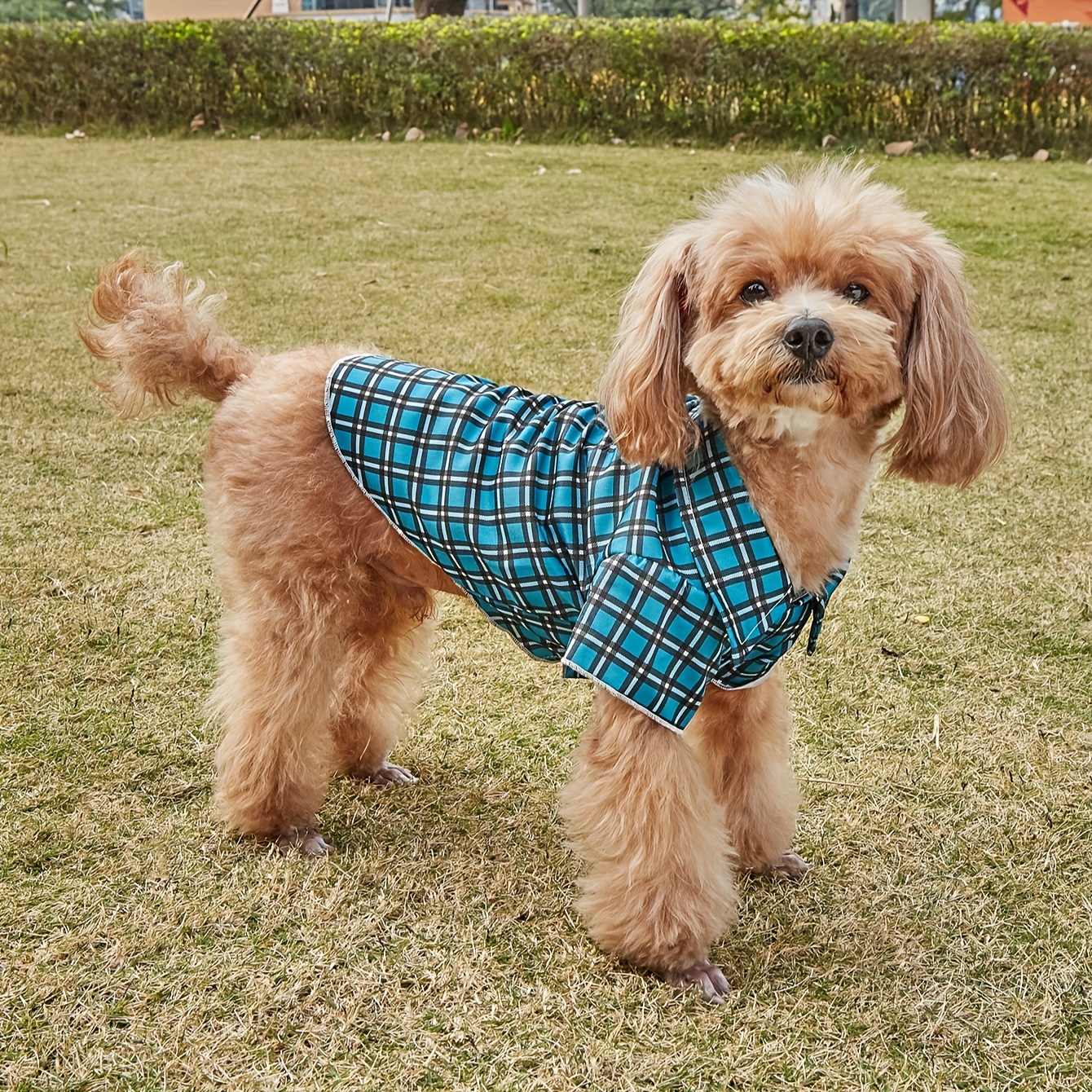 ropa transpirable para mascotas en y verano, camisetas y camisas