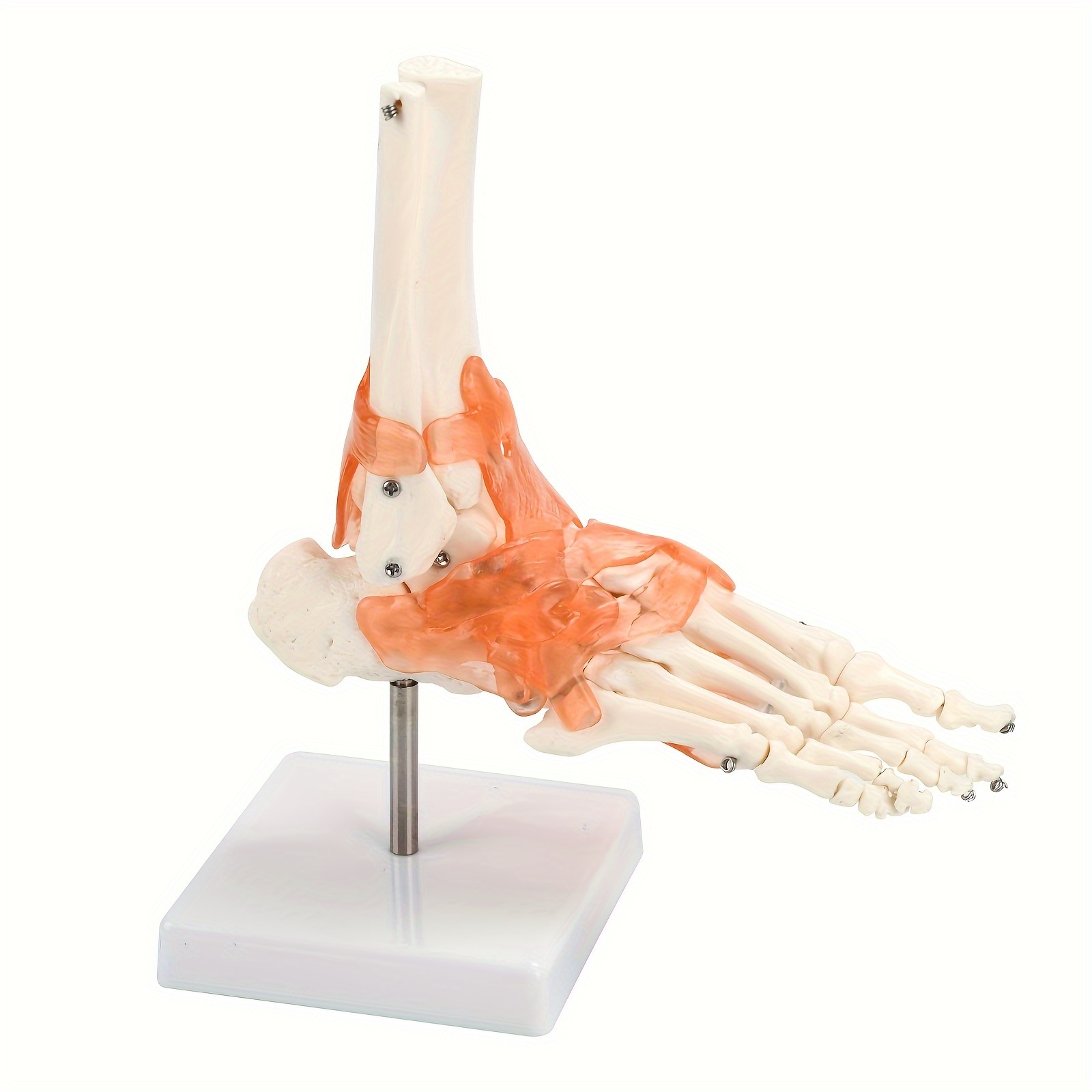 

1pc Joint Ligaments - 1:1 , Plastic , Educational Teaching Tool, Chinese