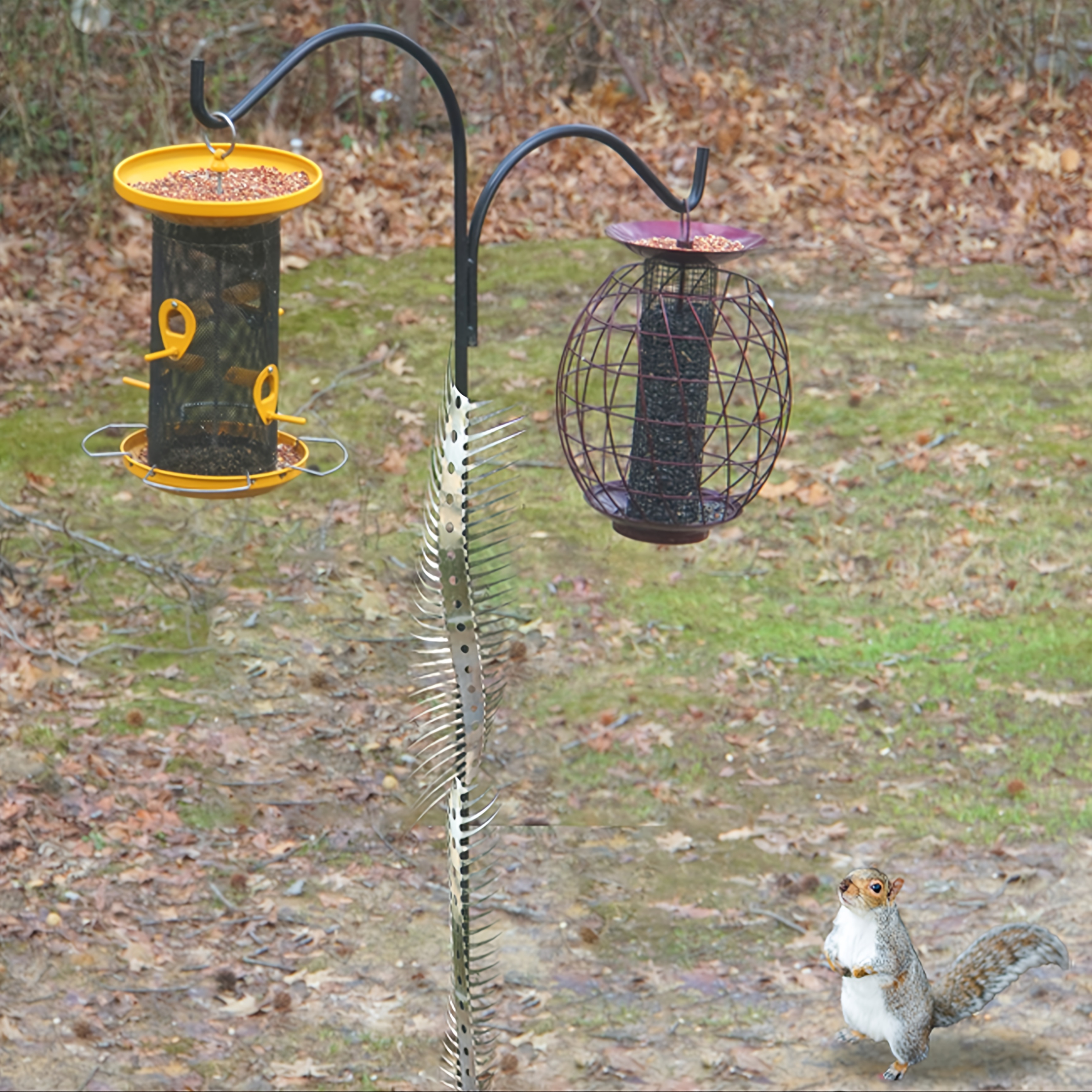How to Keep Racoons Away from Bird Feeders: Effective Tips