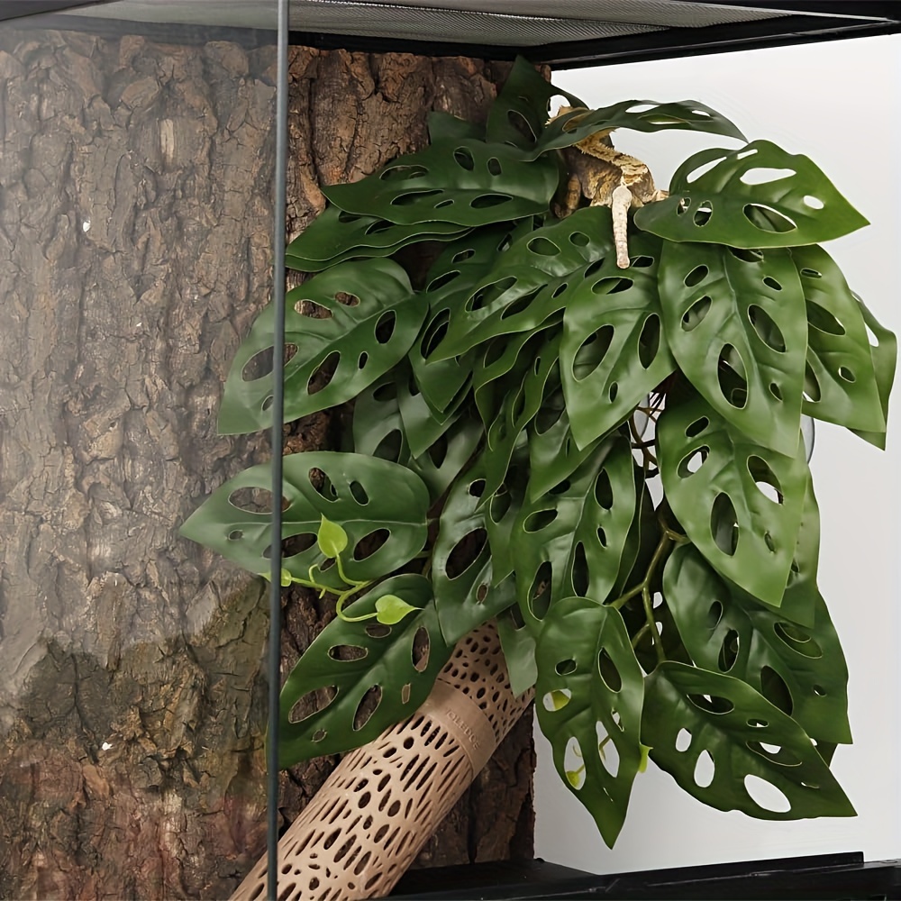 monstera deliciosa 2m Monstera deliciosa, Split leaf