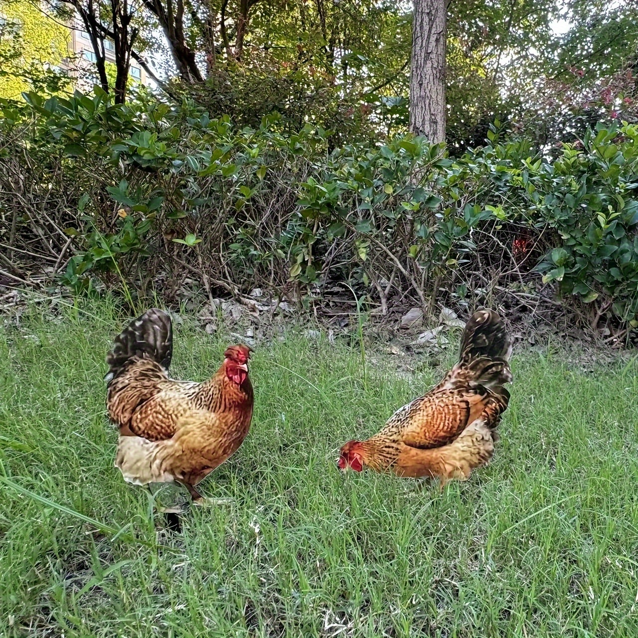 

2-pack Pet Lifelike Chicken Garden Stakes, Decorative Flat Hen Silhouette Yard Ornaments, Durable Weather-resistant Outdoor Lawn Art, Farmhouse Style Ground Insert Decor, Ideal Housewarming Gift