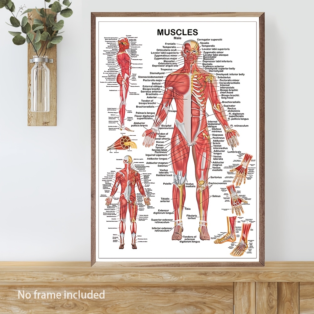 

Room Decor 1pc Human Muscles Anatomy Canvas Poster, Educational Decor, 15.7x23.6 Inch Oil Painting Print For Living Room, Bedroom, Office, Classroom, Gym, Medical Study