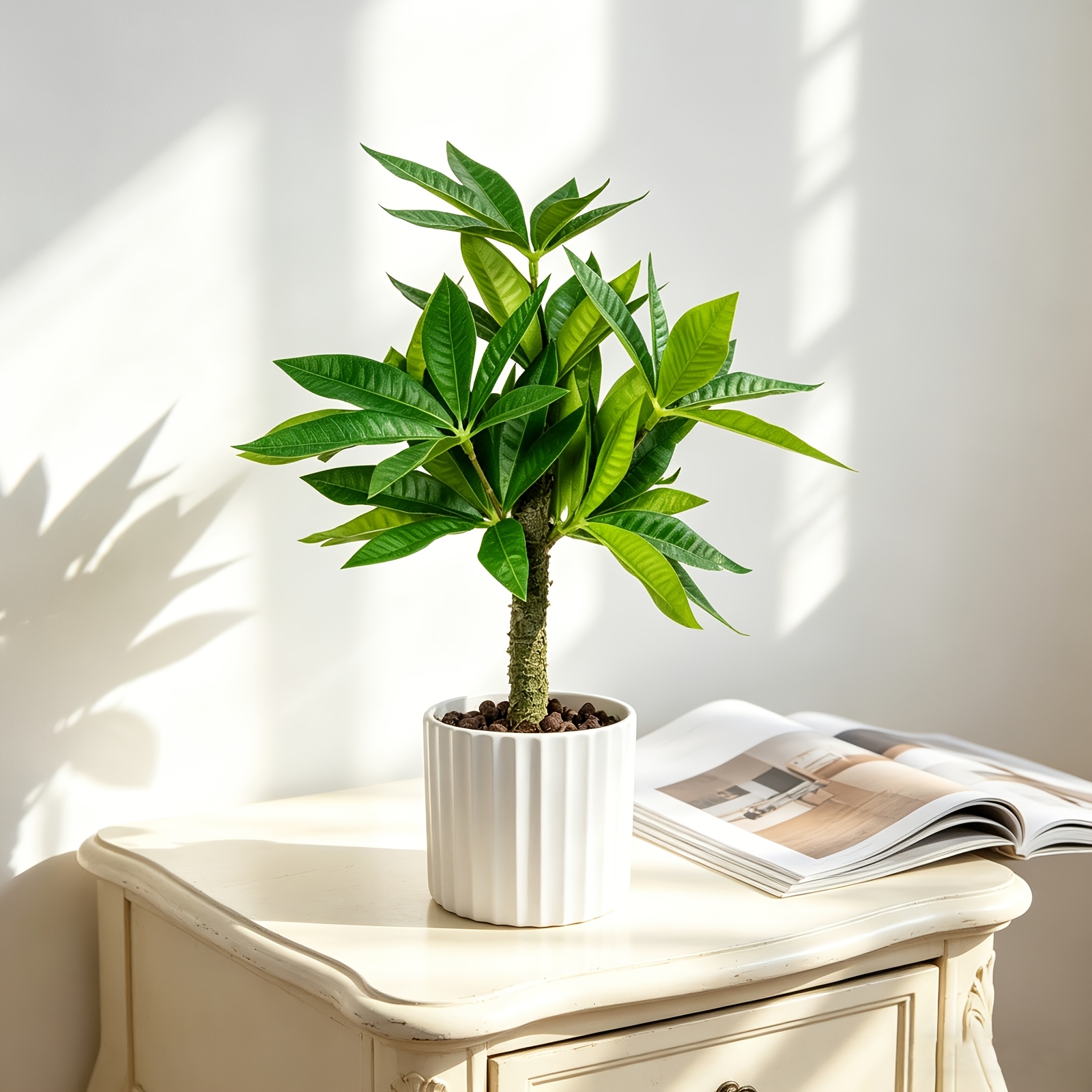 fatsia spider web plant Fatsia japonica Spider Web main image 1