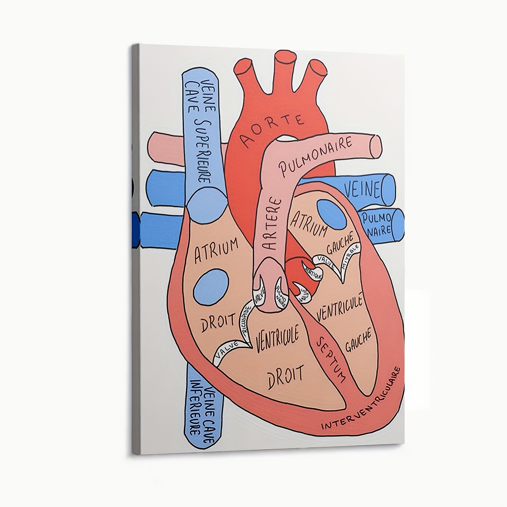 Human Heart Diagram Anatomy Diagram Educational Chart Mural Poster