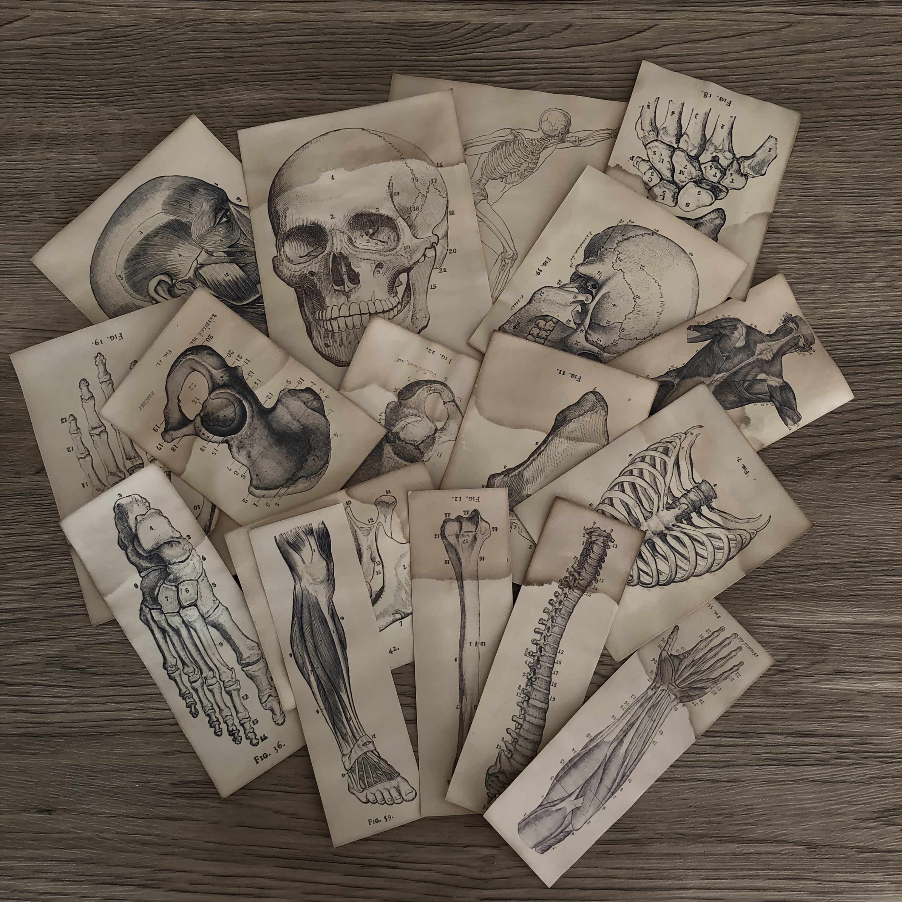 Image of Vintage Anatomy Sketch Paper Set, 17pcs - Human Skeleton & Muscle Designs For Scrapbooking, Junk Journal Crafts, And Office Decor