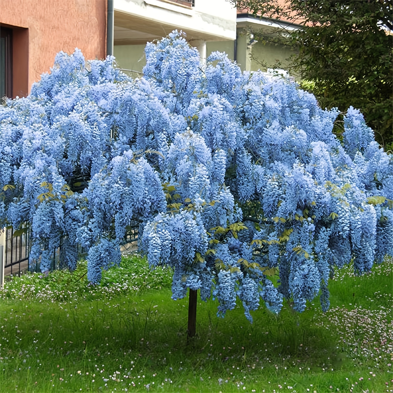 

Blue Chinese Wisteria Seeds Vine Climbing Flower Rare Tropical