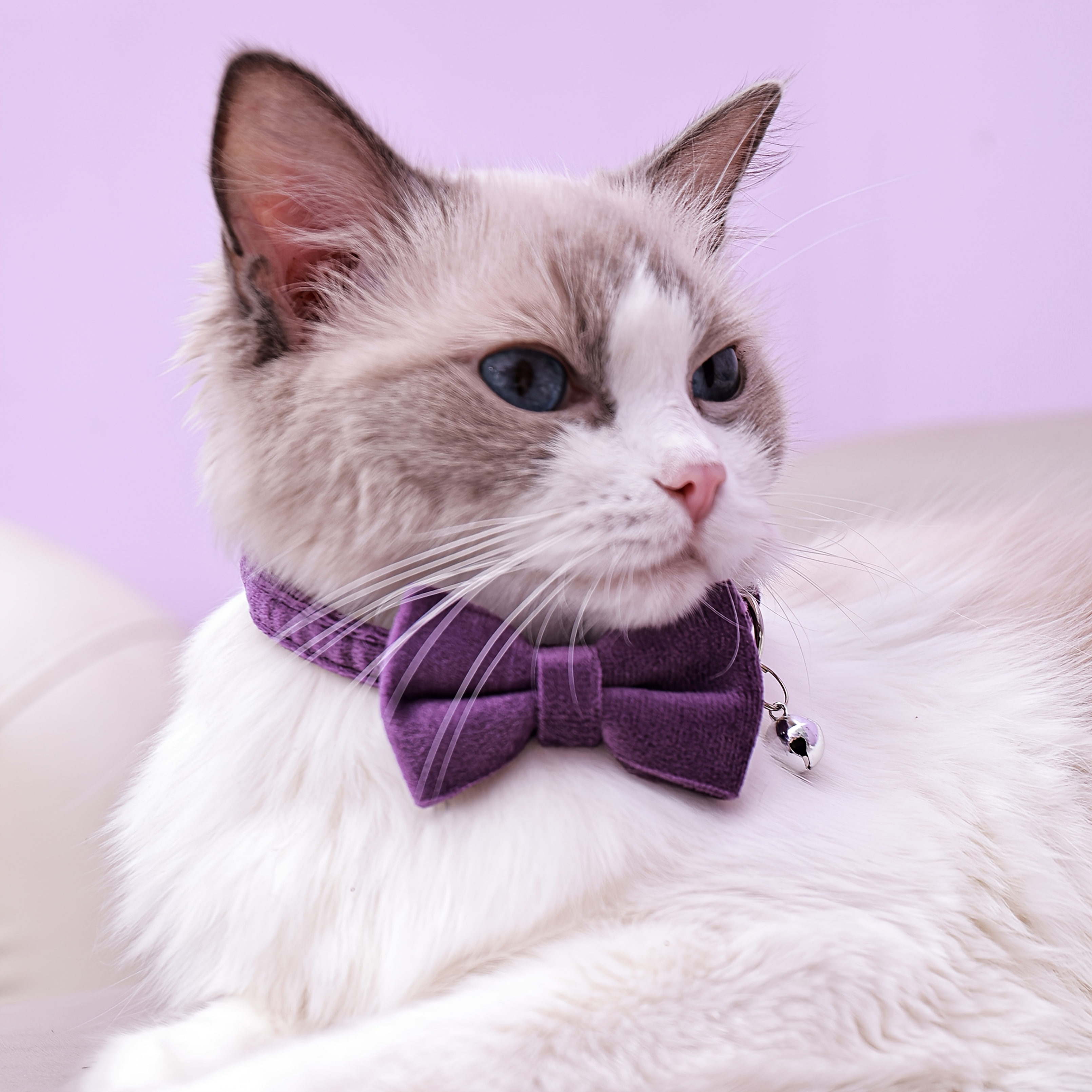 adjustable plush cat collar with detachable bowtie comfortable   neck short long collars   for small cats and dogs pet collar accessory     fabric collar Product details 4
