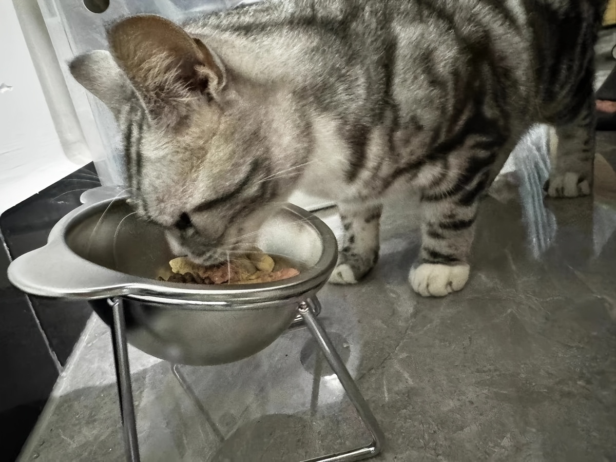pet stainless steel neck protector slope mouth high platform bowl stainless steel bear shape dog bowl cat bowl details 3