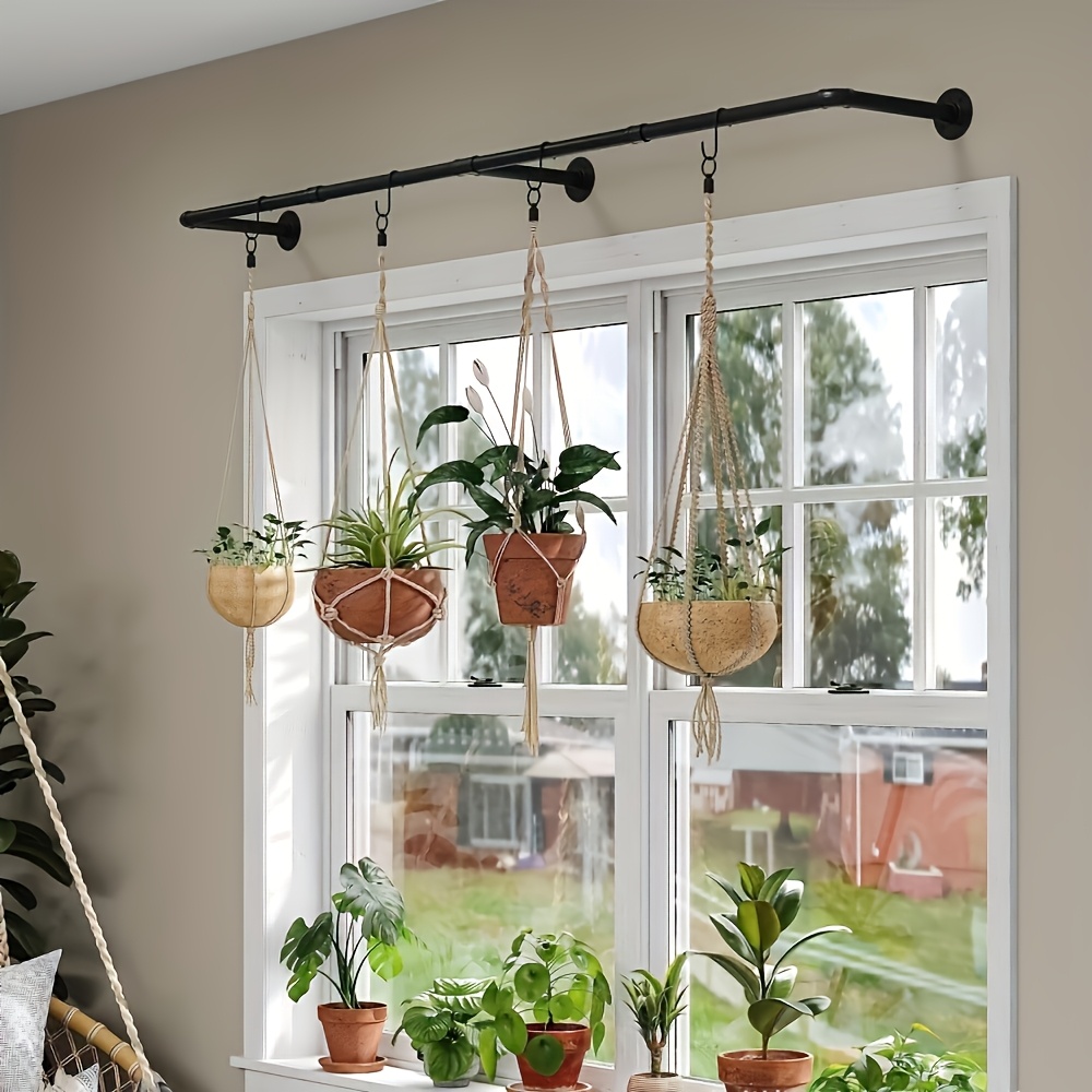 money tree chula vista Money Tree 'Guiana Chestnut' Pachira Braid Kokedama