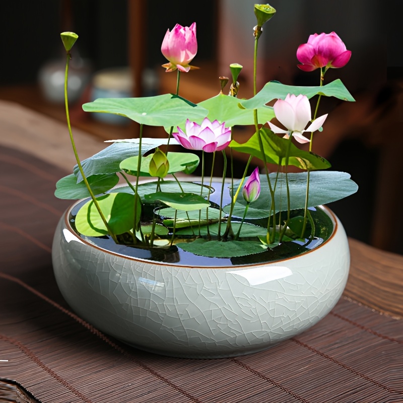 

Large Hydroponic Ceramic , Multifunctional Container, Bonsai Decoration Artwork, Ice , Simple And , Fish , Diameter 20.5cm/8.07inch