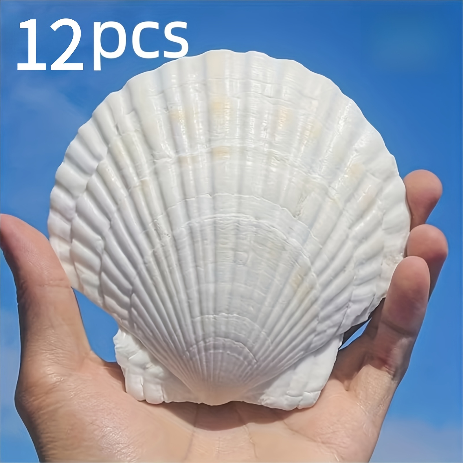 TEMU 12pcs Large White Scallop Shells, 3 To 3.5 Inch Natural Seashells, Ideal For Crafting, Painting Projects, Aquarium Ornaments & Beach Wedding