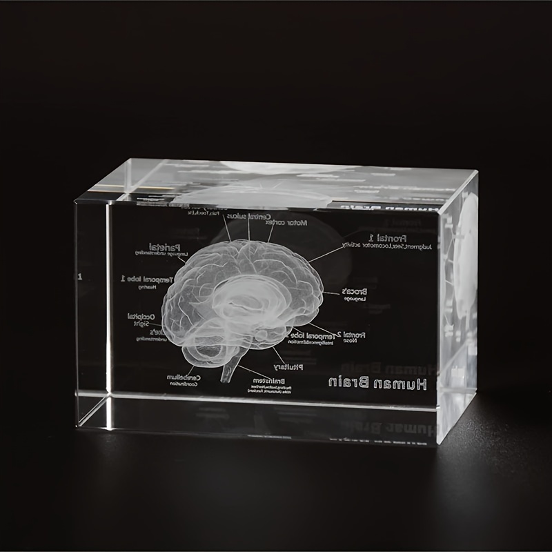 

1pc 3d Laser Engraved Human Brain Model, Crystal Glass Cube Model, Anatomical Neurology Educational Gift, Medical Science Desk Decor
