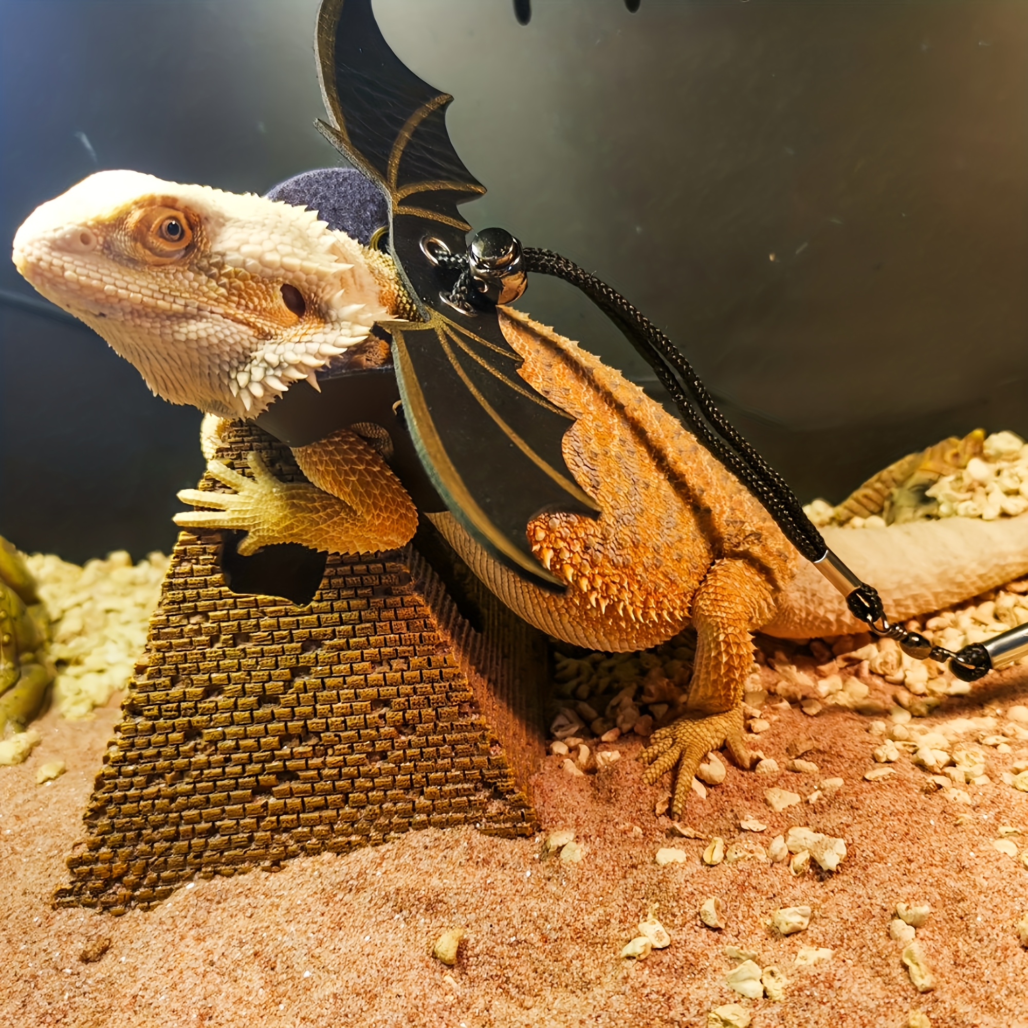 bearded dragon clothes United Kingdom