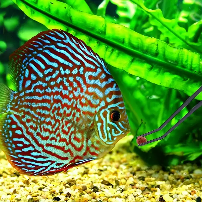 Feeding Ornamental Fish With Tweezers: Expert Tips for Success