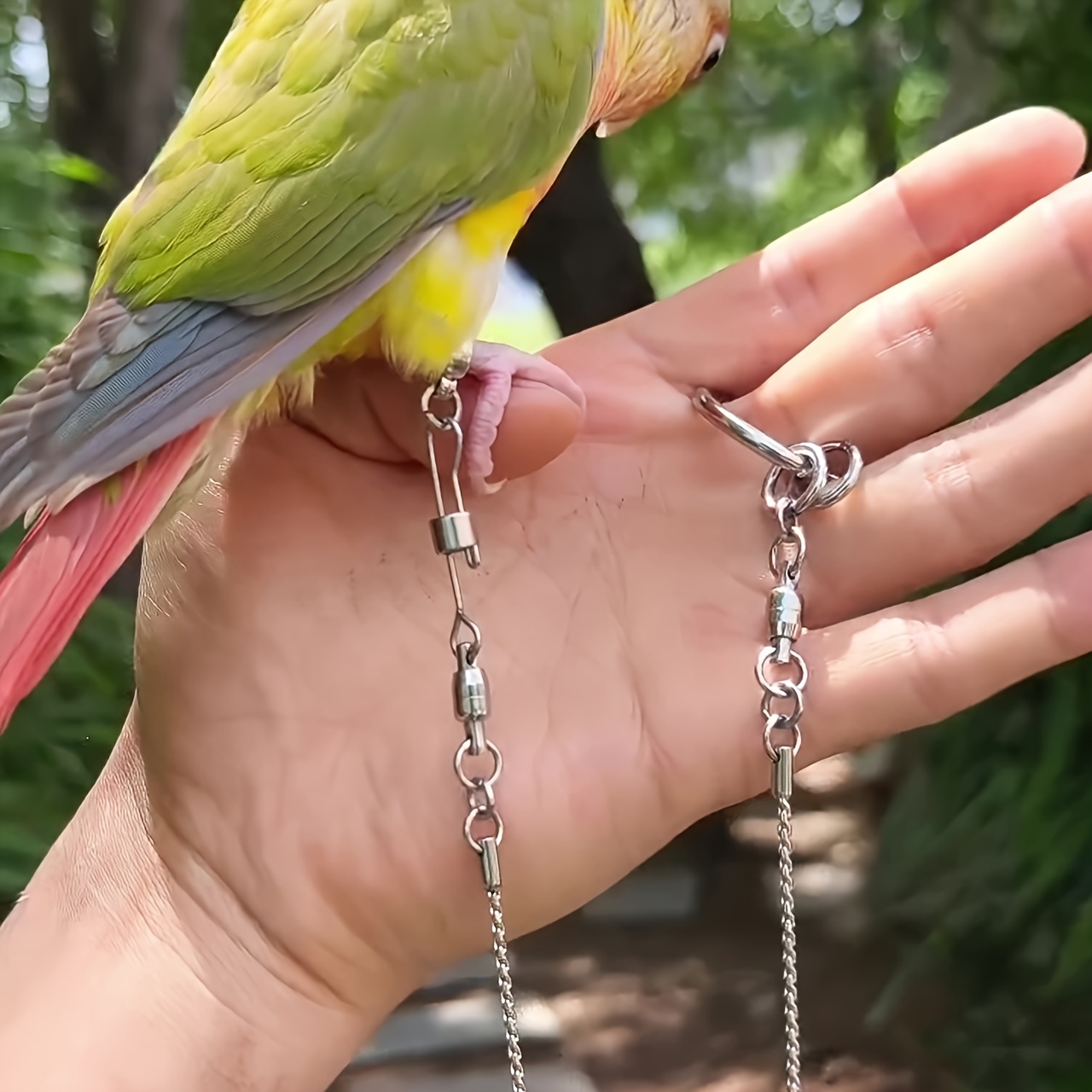 Parrot Flying Leash - Stainless Steel Bite-Resistant Chain Combination with Anti-Fall Thread Design and   Suitable for Small to Medium Birds Outdoor   for  , Myiopsitta, Sun Conures, Sunflower Parrots, and More