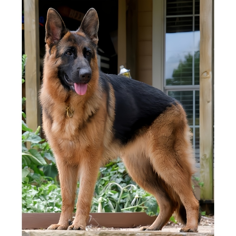 

1pc Strong German Shepherd 5d Diamond Art Diy, Round Acrylic () Mosaic Craft, Diamond Pattern Luxury Diamond Painting