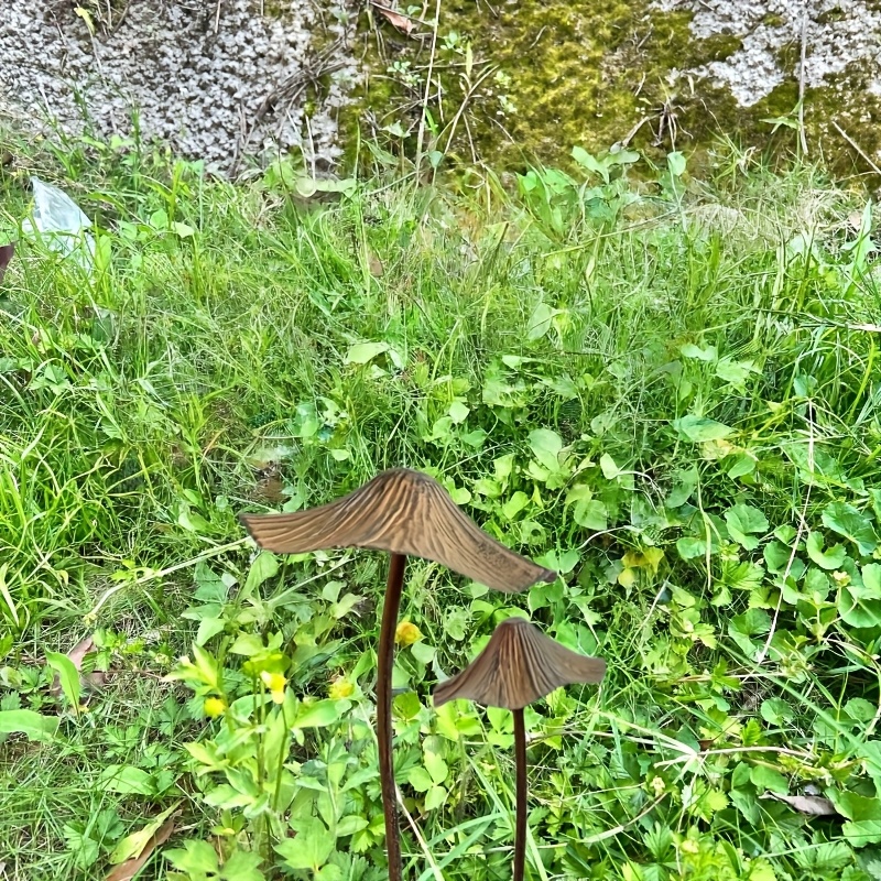 bio ackerbohnen saatgut Ackerbohnen
