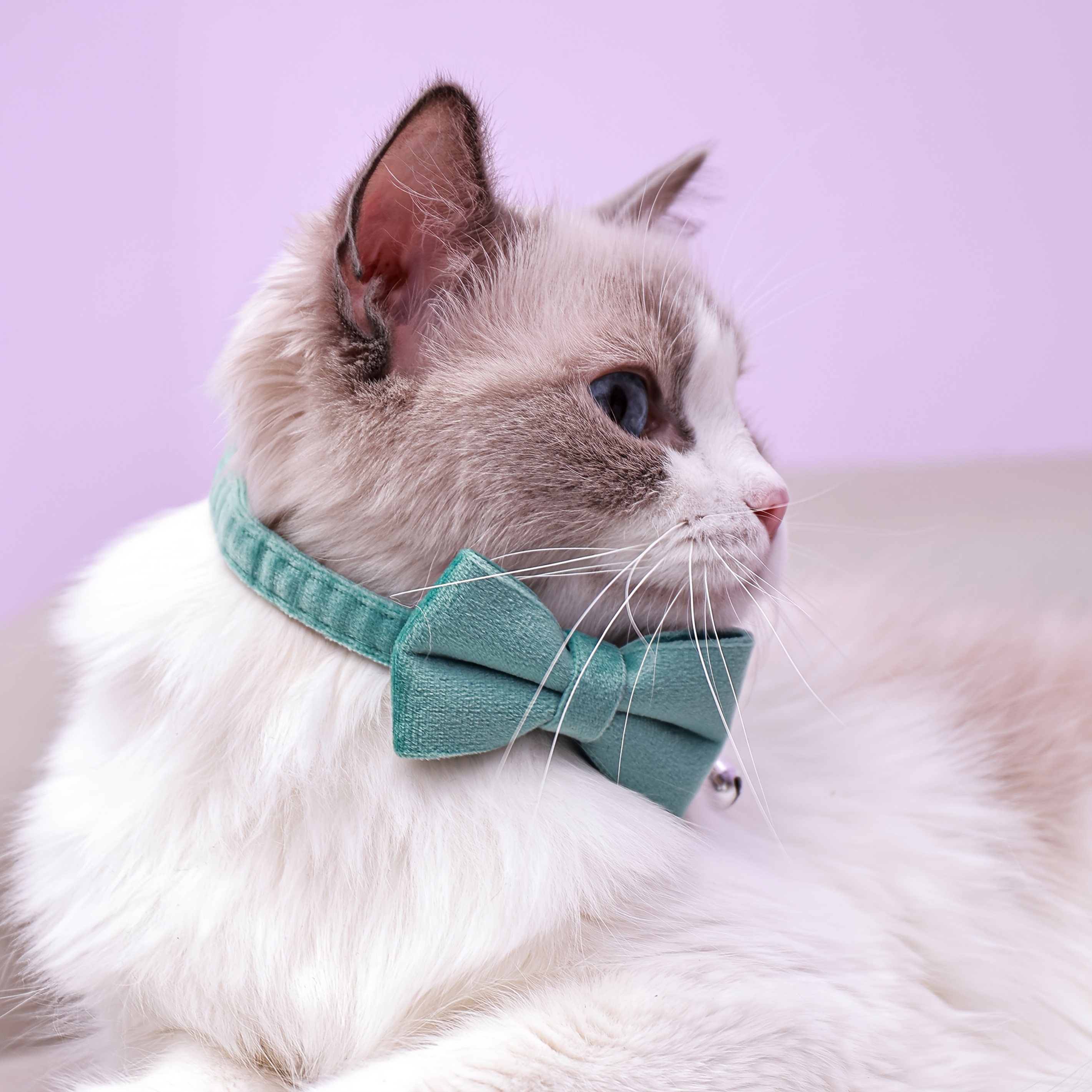 adjustable plush cat collar with detachable bowtie comfortable   neck short long collars   for small cats and dogs pet collar accessory     fabric collar Product details 5