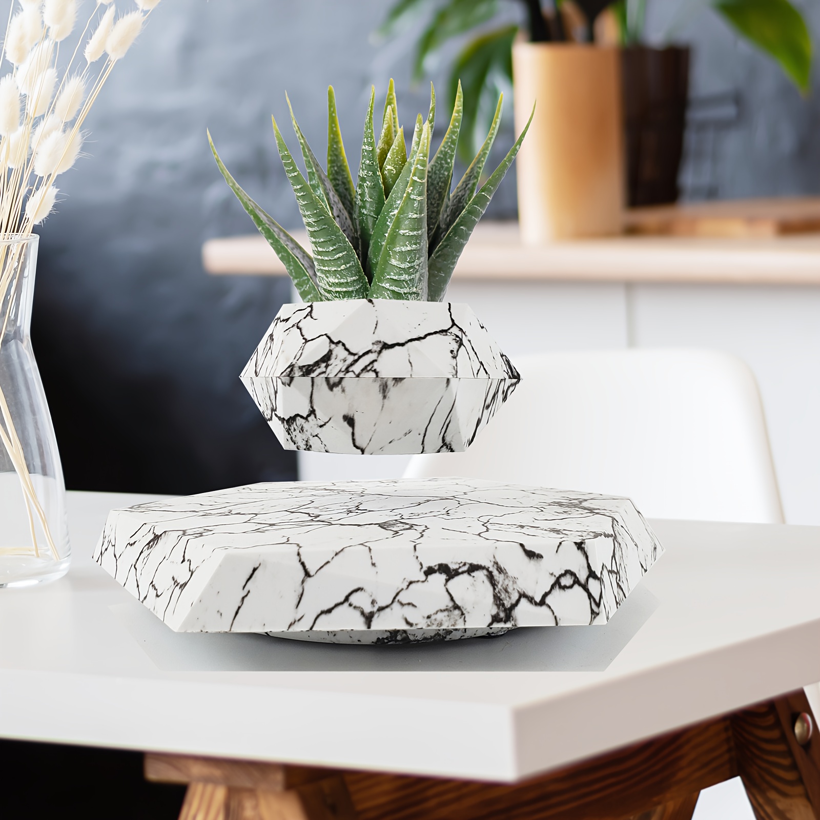 chinese rubber plant Baby Rubber Plant – Hey Rooted