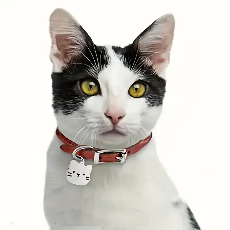 1 custom engraved pet tag personalized name and phone number pendant   for pet   kitten   Product details 2