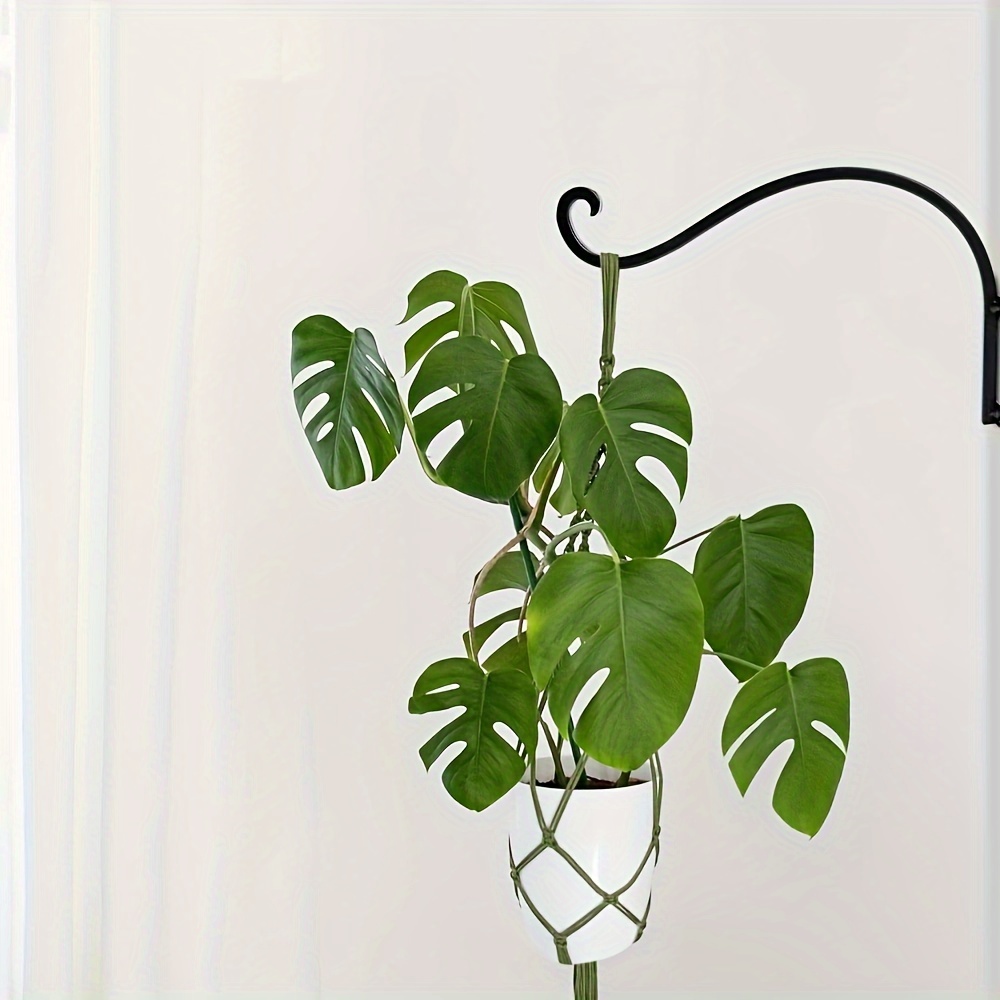 big philodendron plants Buy Philodendron Heart Leaf in Trellis