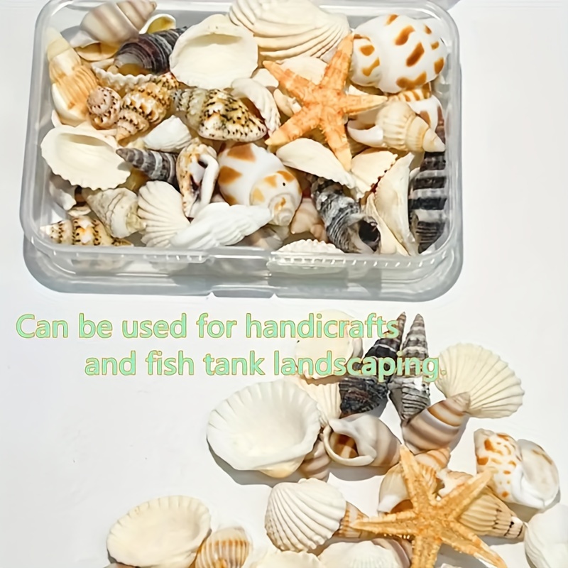 

Natural Shell & Conch Assortment Box - Easy-to-use Perforated Pieces For Diy Crafts And Aquarium Decor