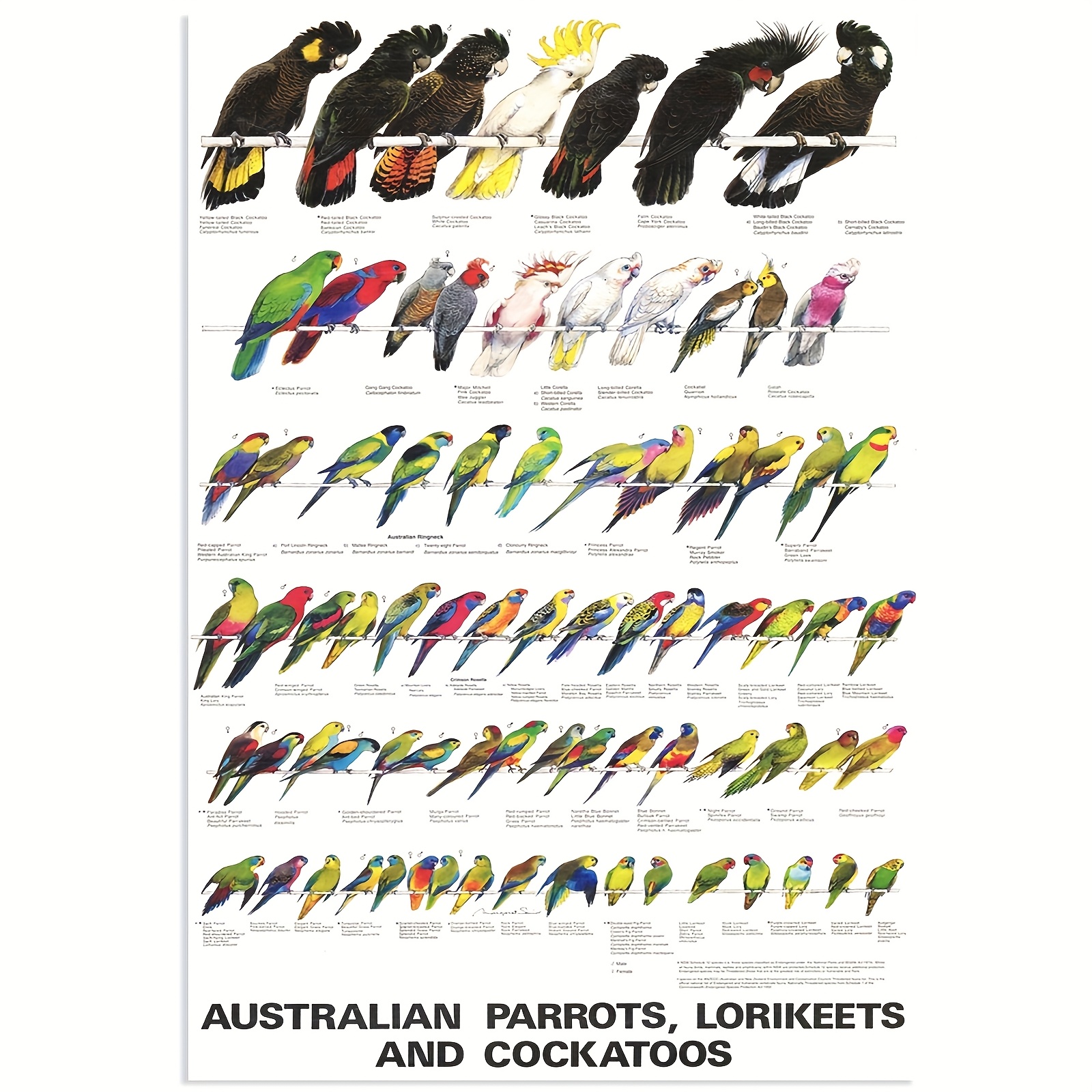 TEMU 2d Flat, [2d Flat] 12x18 Inch Canvas Art Print Of Colorful Australian Parrots, Lorikeets, And Roosteratoos - Vibrant Illustrations For Bedroom,