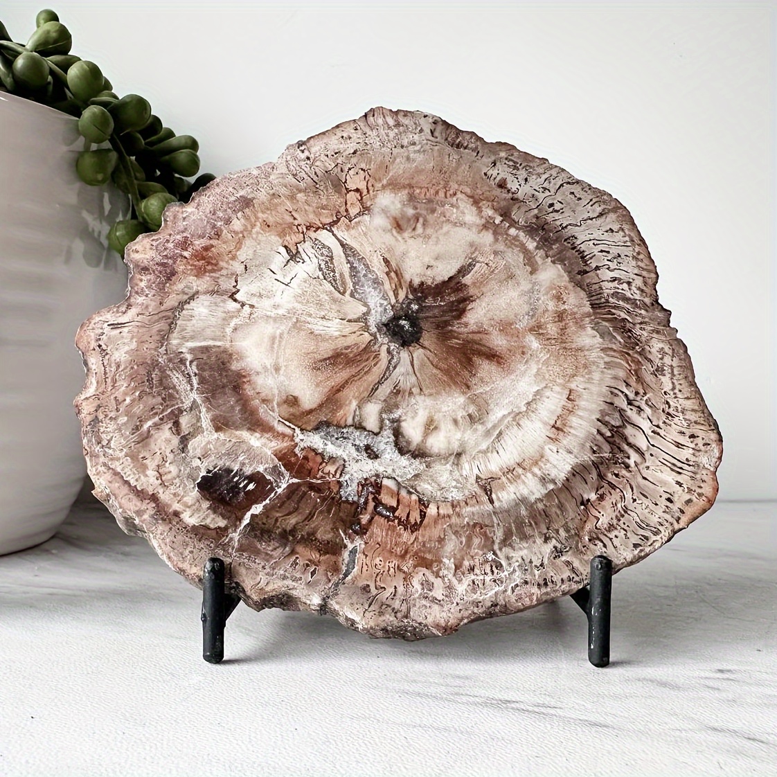 Petrified discount wood gifts