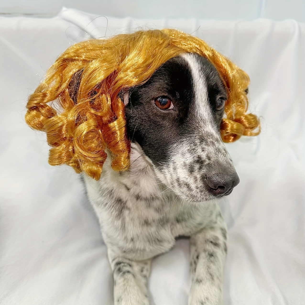 Dog Wigs Temu Canada