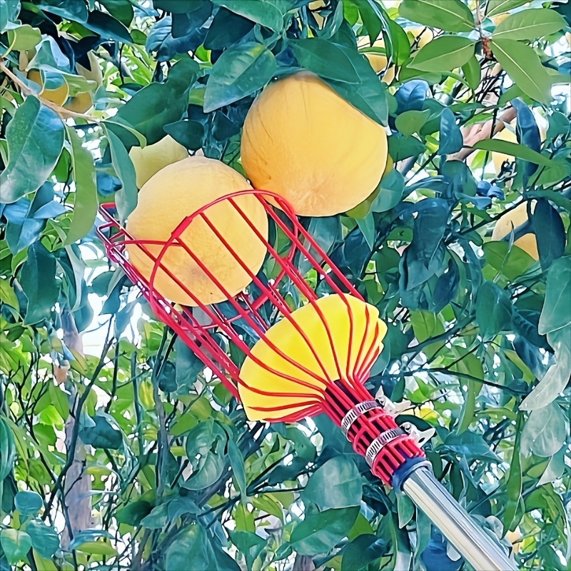 

Adjustable Fruit Picker Tool With Lightweight Stainless Steel Pole & Large Basket - Perfect For Apples, Mangoes, Pears, Oranges, Avocados - Red/blue