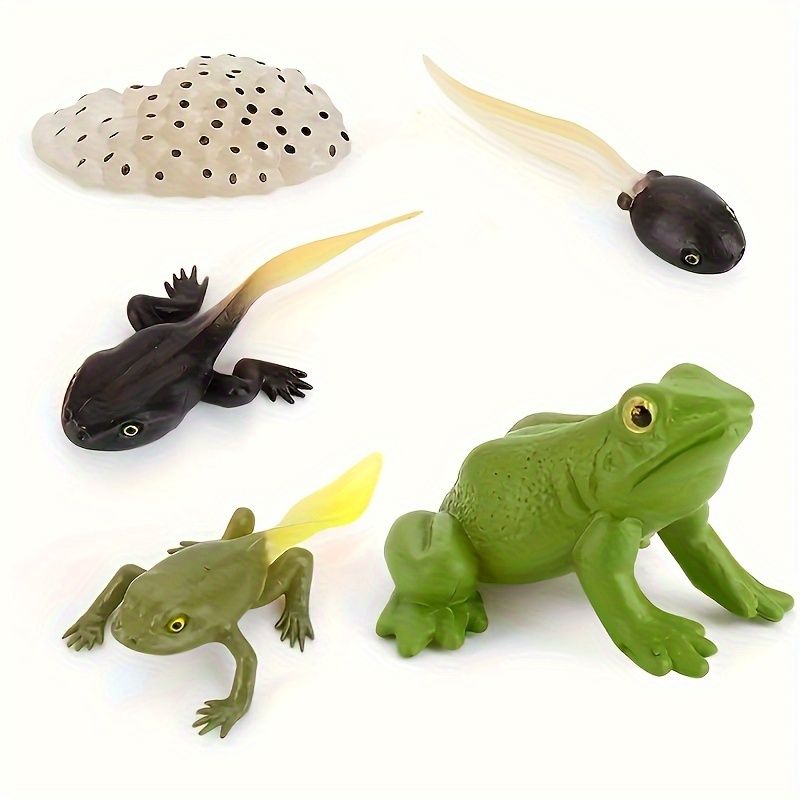 5pcs Frog Cycle Model Figures Realistic Frog Model Toy Figures Educational Development Toys For Additions Learning, Halloween, Christmas And Thanksgiving Day Gift