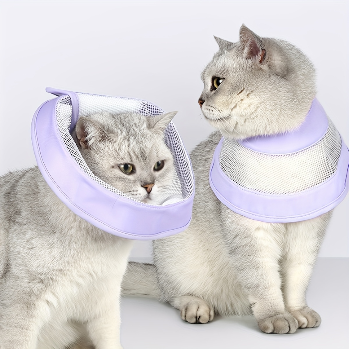 Curea elizabethană pentru animale de companie