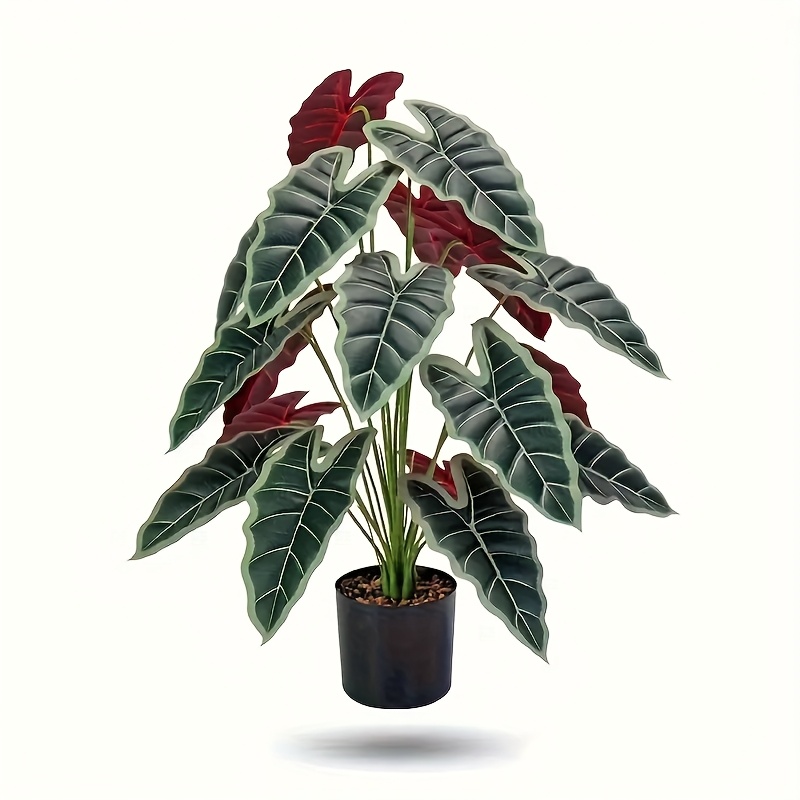 indoor plants for small pots Fits your Sill: Pet Friendly Duo Houseplants