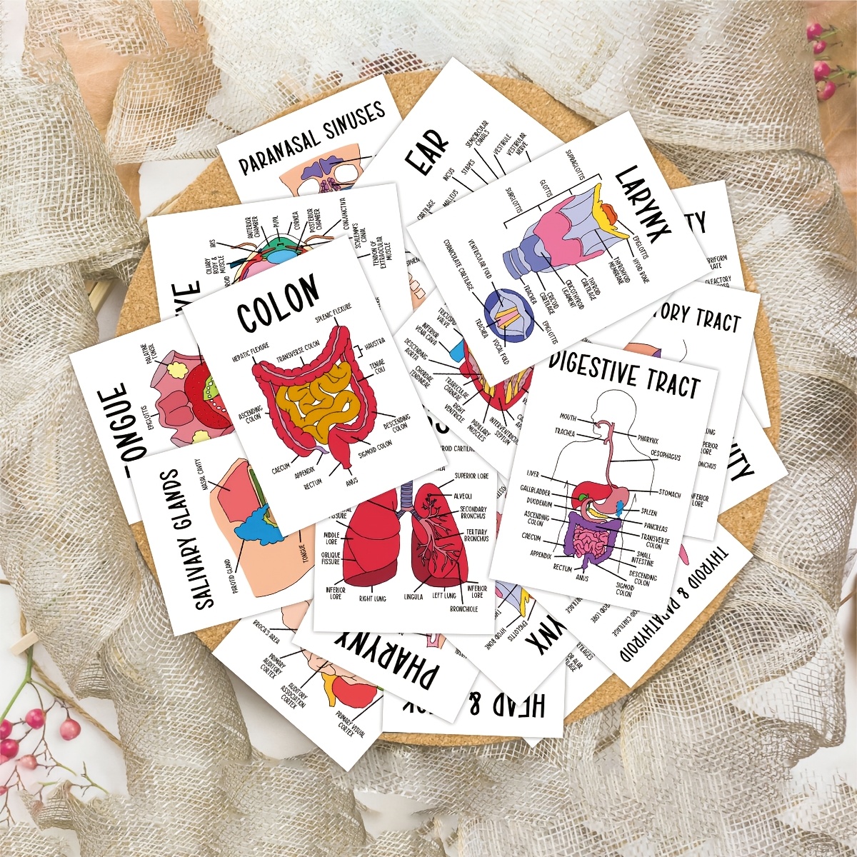 TEMU 30 Human Organ Card Set, Educational Anatomy Flashcards, Detailed Diagrams Of Brain, Liver, Kidneys, Lungs, Heart, Skeleton, And More, Ideal For