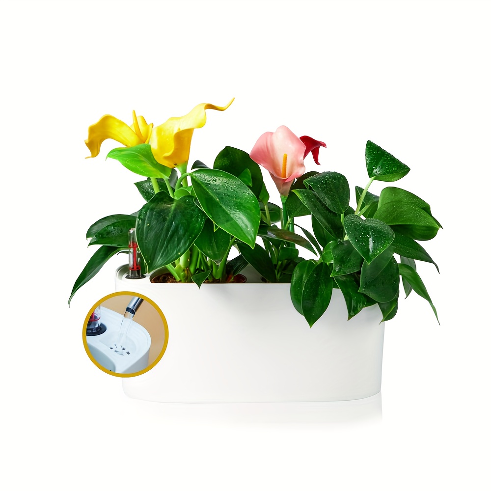aglaonema asst 12 Pack of 4.25-inch Assorted Aglaonema  Altman Specialty Plants